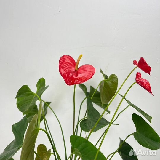 Антуриум Андре