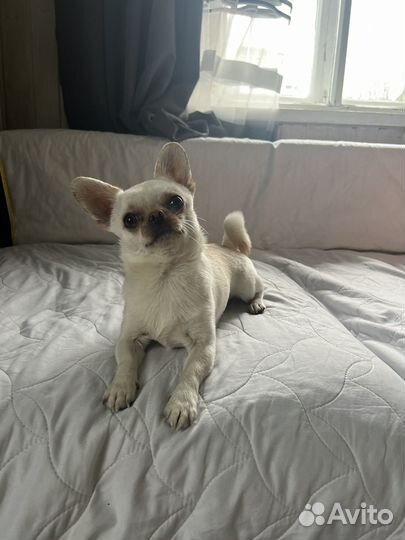 Вязка собак