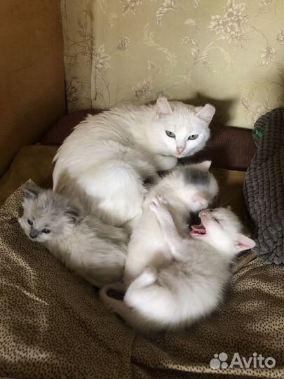 Отдадим котят в очень добрые руки