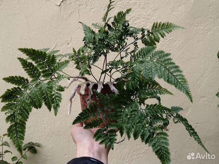 Папоротник комнатный