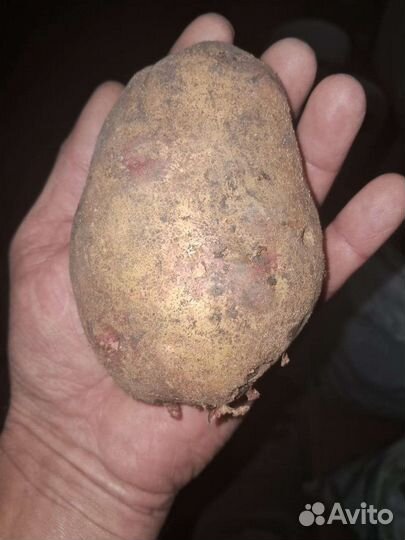 Продам картофель