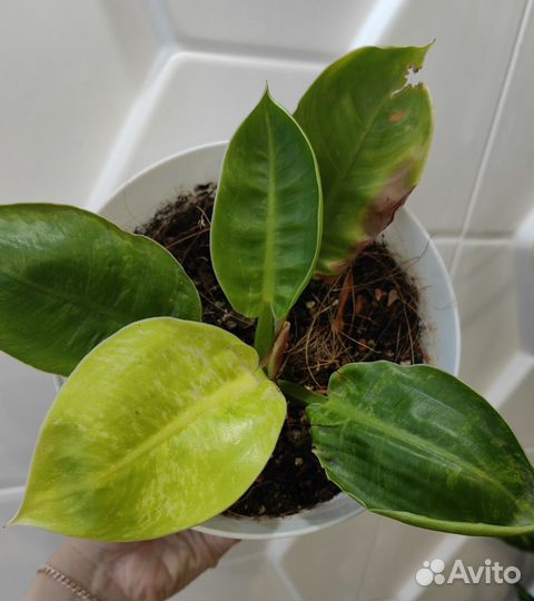 Филодендрон мунлайт