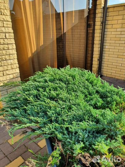 Можжевельник