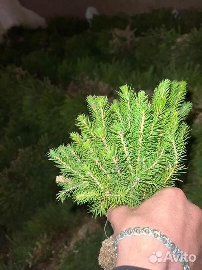 Сеянцы сосны зкс оптом