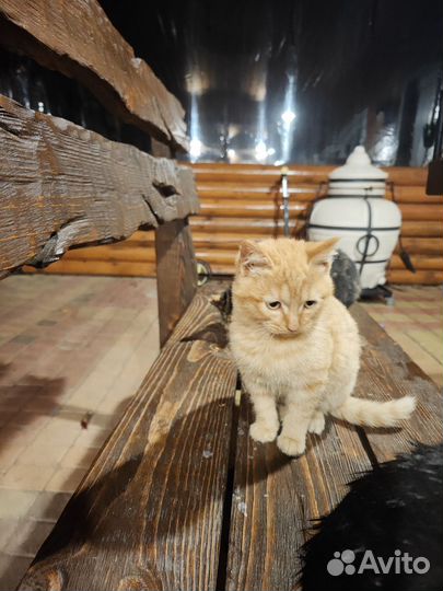 Котята в добрые руки бесплатно