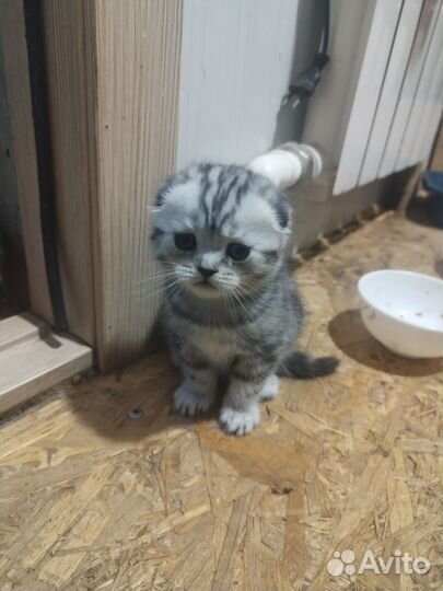 Британские котята