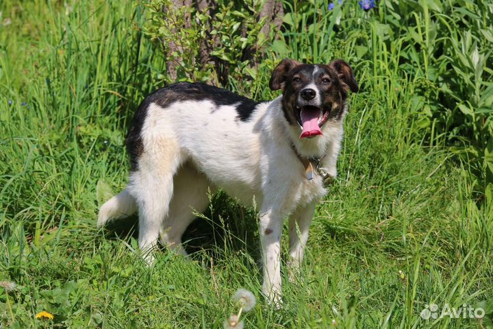 Небольшая стерилизованная Зорька