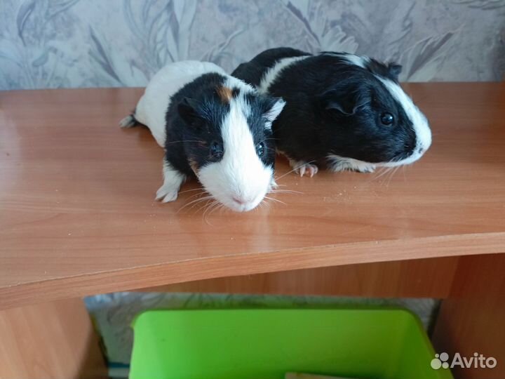 Морские свинки тедди