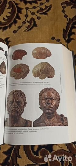 Эволюция человека. Книга 2