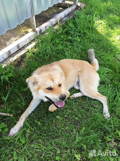 Собака в добрые руки