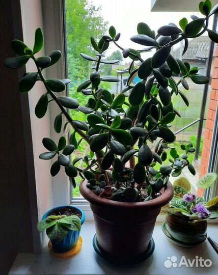 Толстянка - Денежное дерево