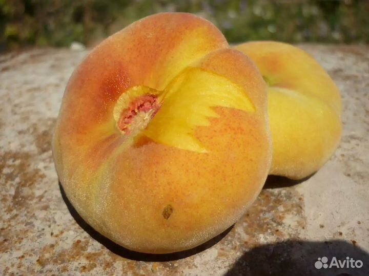 Саженцы Персика Инжирный Владимир
