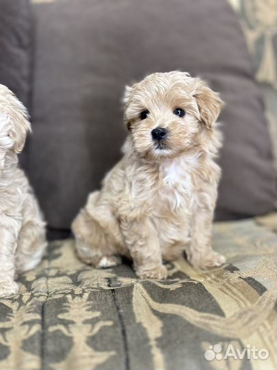 Щенки мальтипу f1 мини