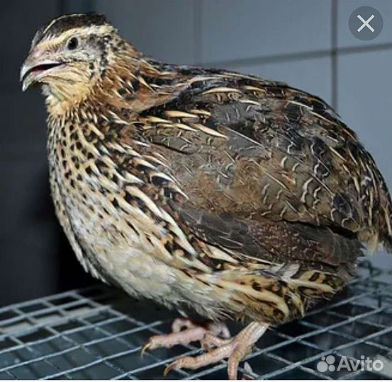 Перепела (мясо,яйца,цыплята)