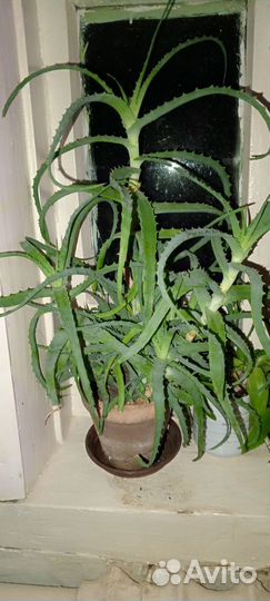 Цветы комнатные,Фиалка,алоэ, золотой ус