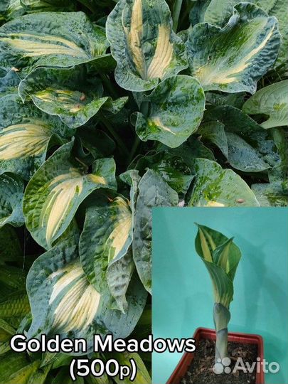 Хоста растение