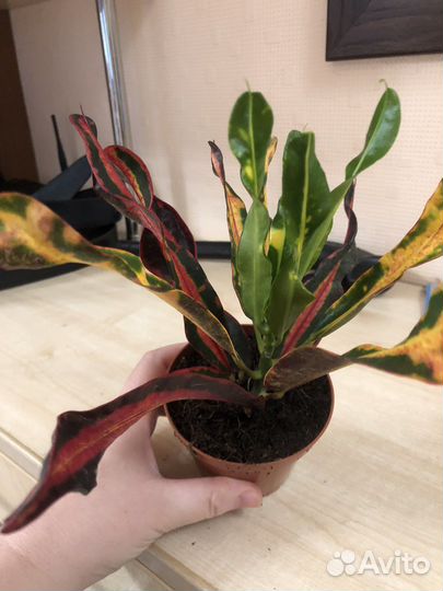 Кодиеум кротон