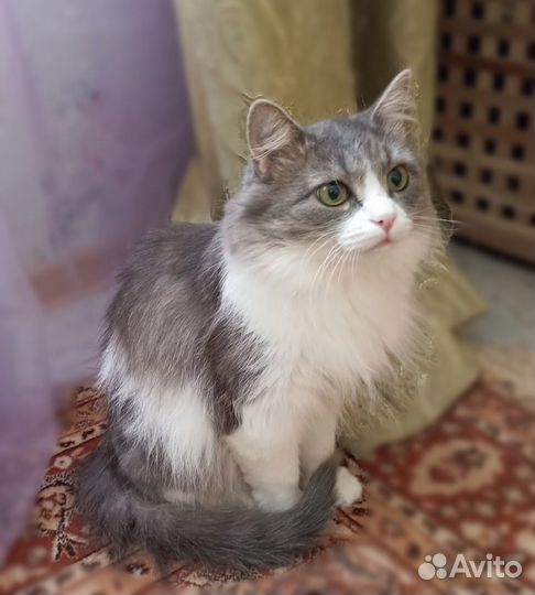 Отдам в добрые руки