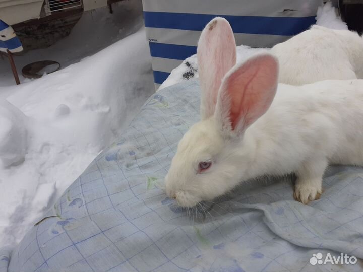 Кролики мясных пород