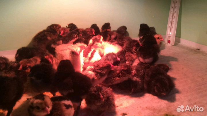 Шикарные чистые породы