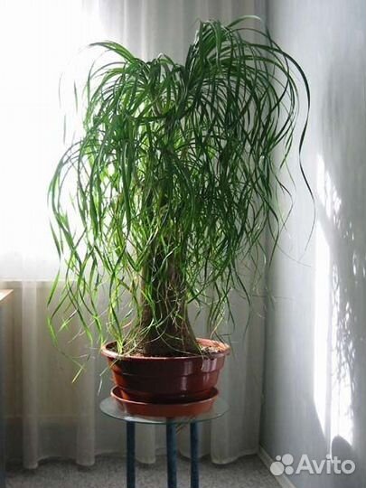 Нолина (Бокарнея)