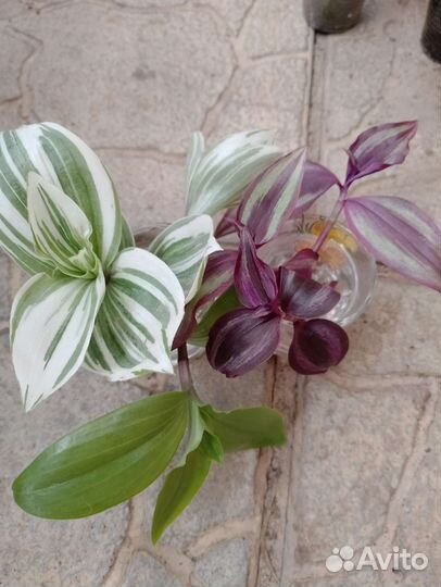 Комнатные цветы