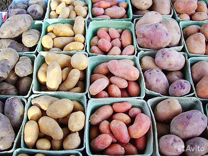 50 сортов Картофеля сорта сарпо. сирень и другие