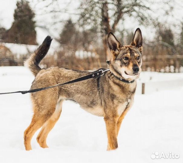 Собака в добрые руки отдам бесплатно