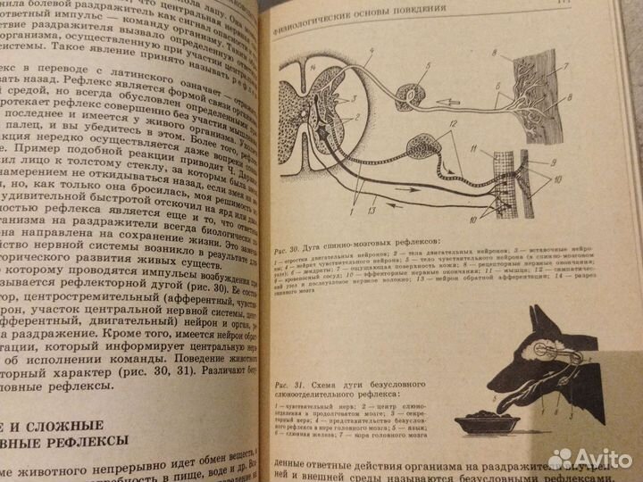 Служебное собаководство
