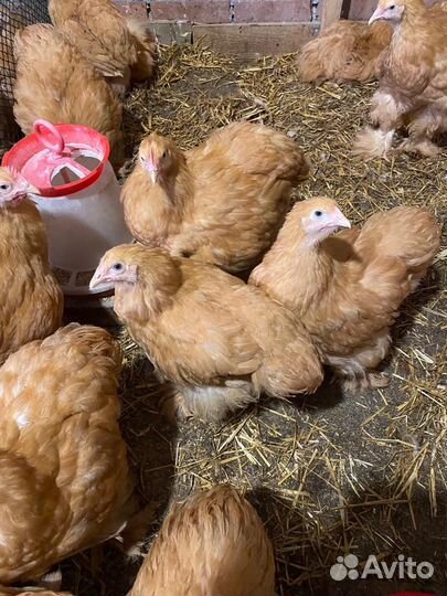 Куры кохинхины