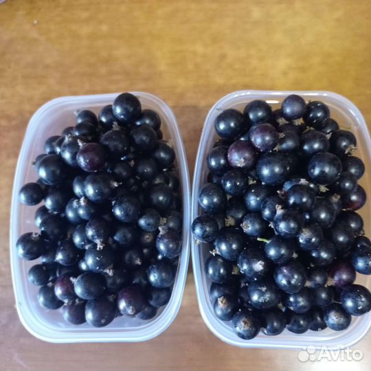 Черная смородина свежая