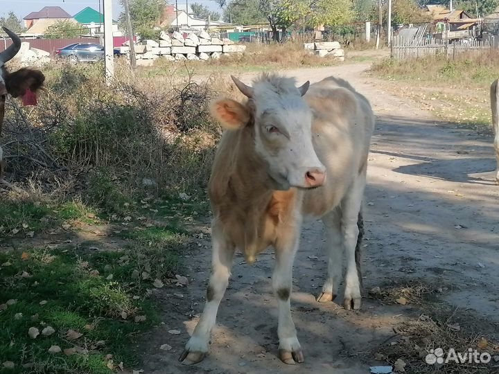 Коров, тёлку. Мясо
