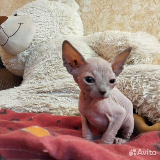 Канадский сфинкс котенок
