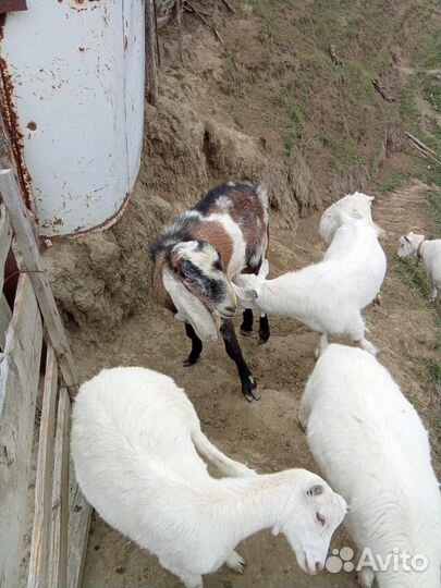 Козёл нубийский