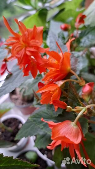 Бегония ампельная