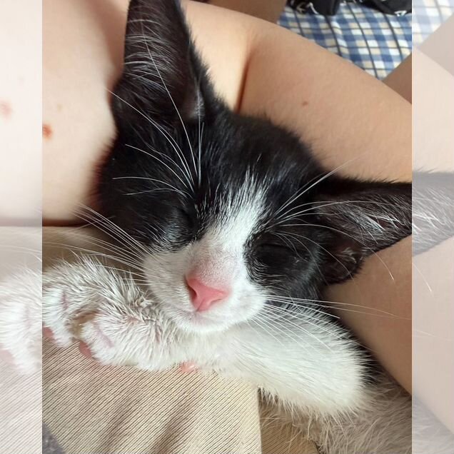 Котёнок в добрые руки