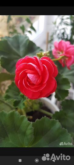 Пеларгония pac Viva rosita