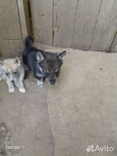 Щенки сибирской хаски