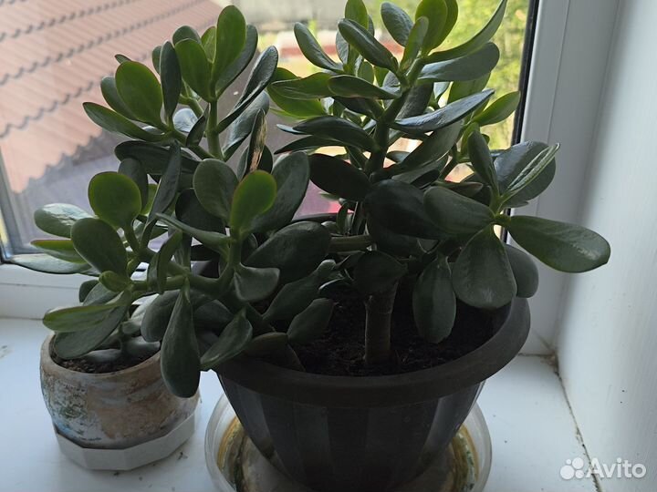 Денежное дерево