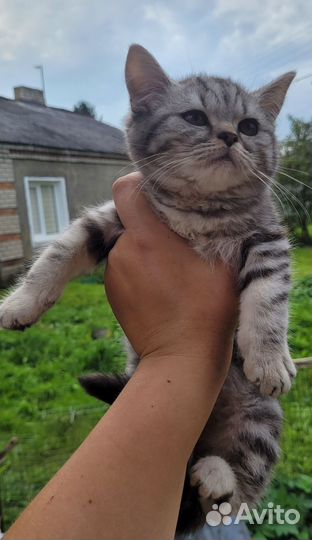 Шотландские котята