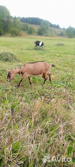 Козы козлята