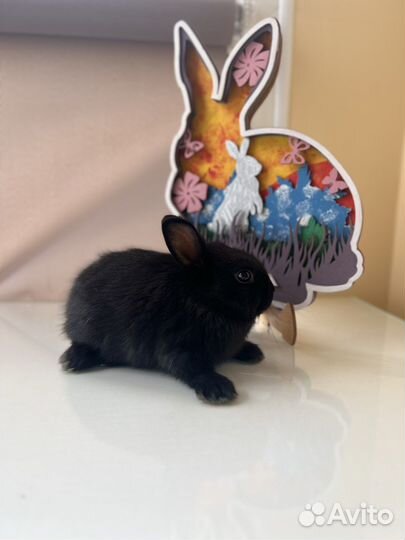 Карликовые Кролики - минор