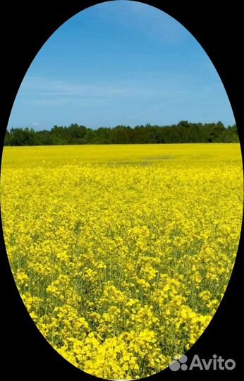 Семена клевера, фацелии, донника