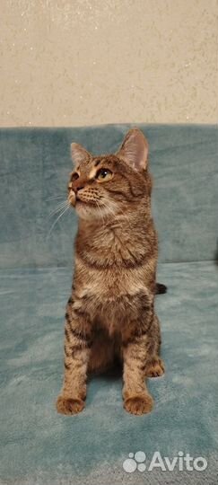 Отдам котенка
