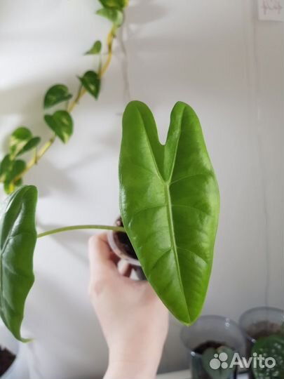 Алоказия лонгилоба