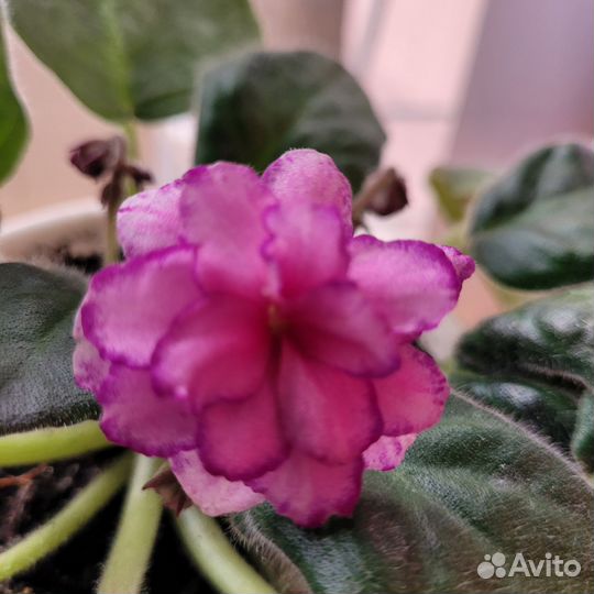 Сортовые фиалки