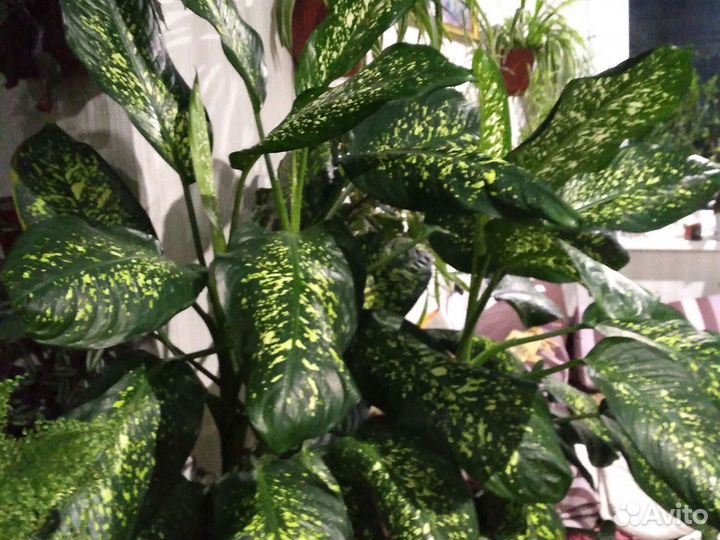 Комнатные растения номер 1