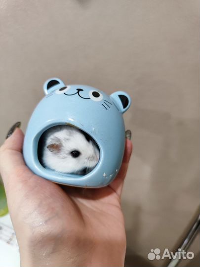 Хомяк с клеткой