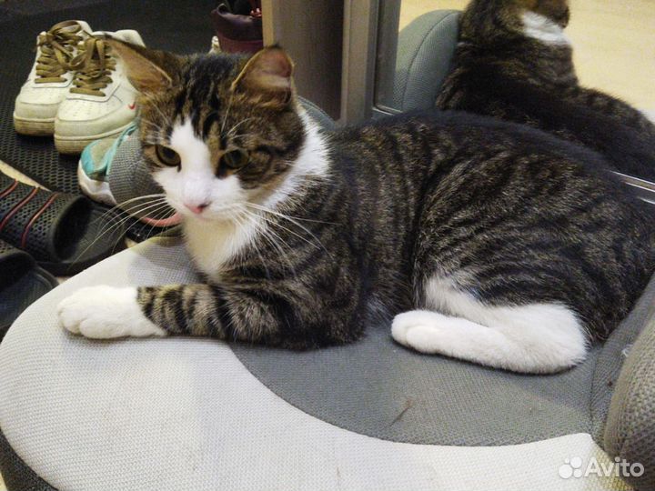 Кошка и кот