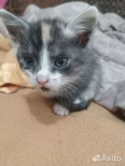 Отдам котят